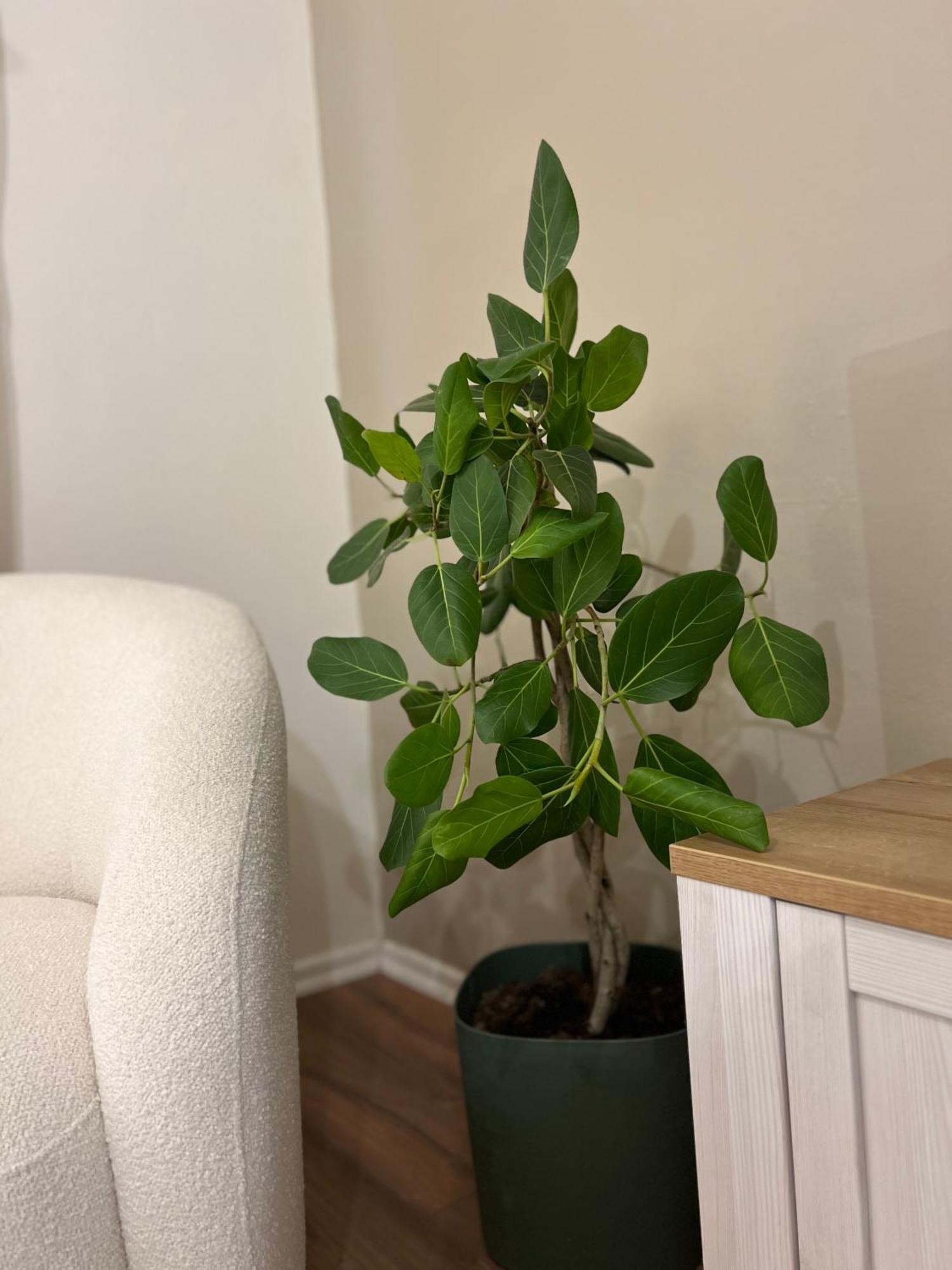 Boho Cane Apartment Tirana Kültér fotó